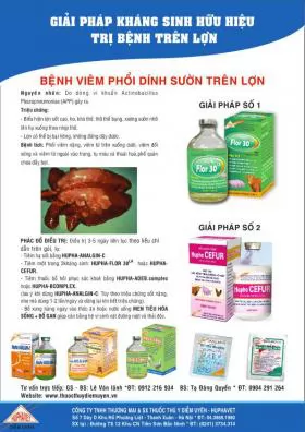 Giải pháp kháng sinh hữu hiệu trị bệnh Viêm phổi dính sườn trên lợn